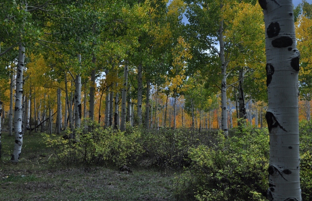 Big Al Trail with fall colors